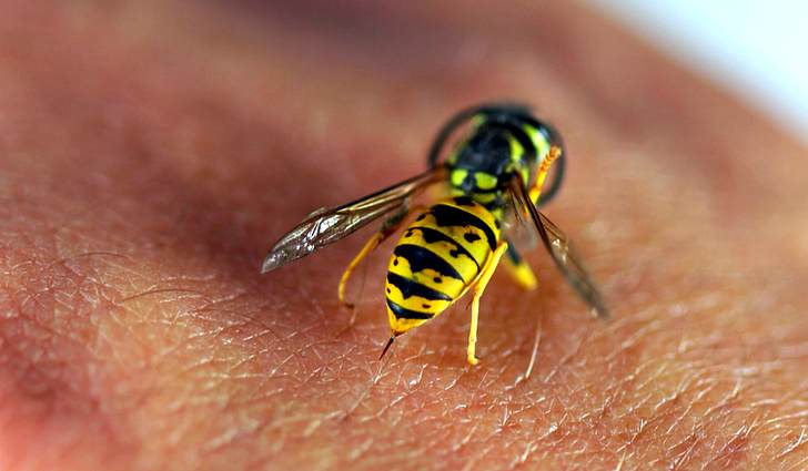 Пчела на коже 
