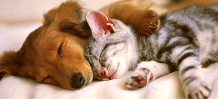 Кошка спит вместе с собакой